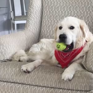 Meet your Posher, Kit